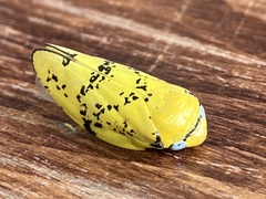 Ptyelus flavescens