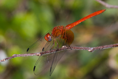 Dythemis maya