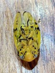 Ptyelus flavescens