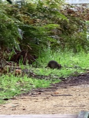 Potorous tridactylus