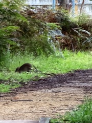 Potorous tridactylus