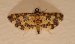 Eurrhyparodes tricoloralis