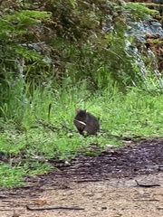 Potorous tridactylus