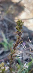 Pseudoselago