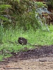 Potorous tridactylus
