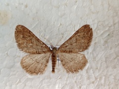Agriopis bajaria