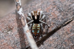 Maratus calcitrans