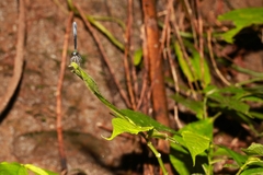 Psolodesmus mandarinus mandarinus