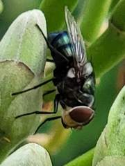 Chrysomya rufifacies