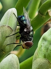 Chrysomya rufifacies