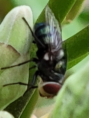 Chrysomya rufifacies