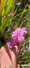 Lachnaea