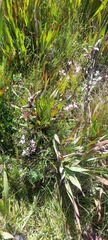 Lachnaea