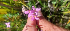 Lachnaea