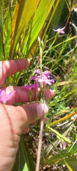 Lachnaea