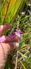 Lachnaea