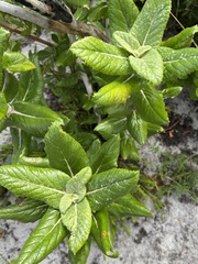 Hermas villosa