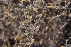 Anacyclus radiatus