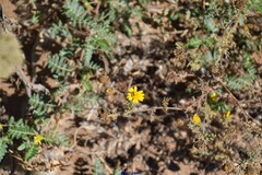 Anacyclus radiatus