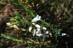 Epacris obtusifolia