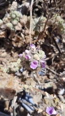 Pseudodictamnus africanus