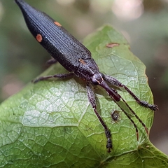 Rhinotia bidentata