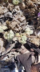 Pseudodictamnus africanus