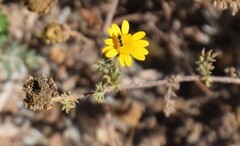 Anacyclus radiatus