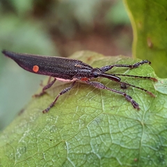 Rhinotia bidentata