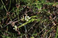 Platysace ericoides