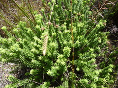 Campylostachys cernua