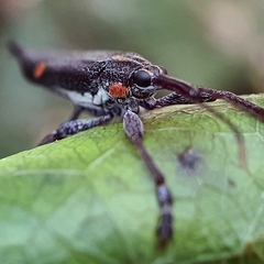 Rhinotia bidentata