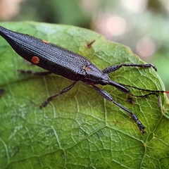 Rhinotia bidentata
