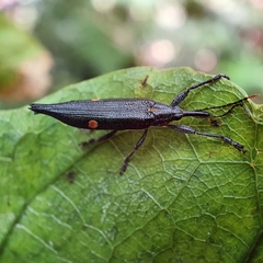 Rhinotia bidentata