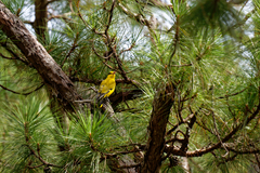 Oriolus tenuirostris