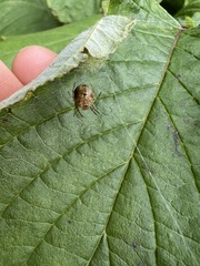 Araniella displicata