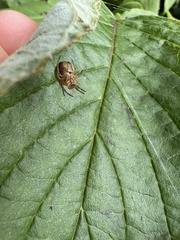 Araniella displicata
