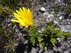 Berkheya barbata
