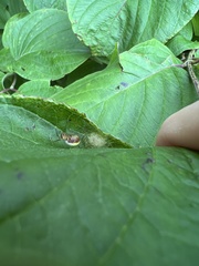 Araniella displicata