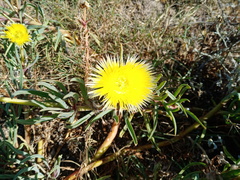 Conicosia pugioniformis