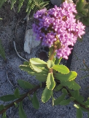 Pseudoselago serrata