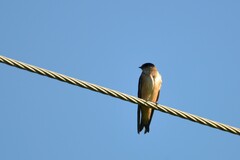 Petrochelidon nigricans