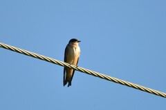 Petrochelidon nigricans