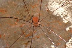 Leiobunum limbatum