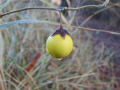 Solanum campylacanthum