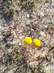 Oncosiphon pilulifer