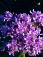 Pseudoselago serrata