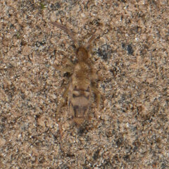 Entomobrya nivalis
