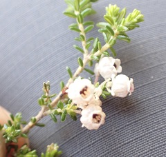 Erica formosa
