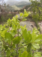 Apodytes dimidiata dimidiata